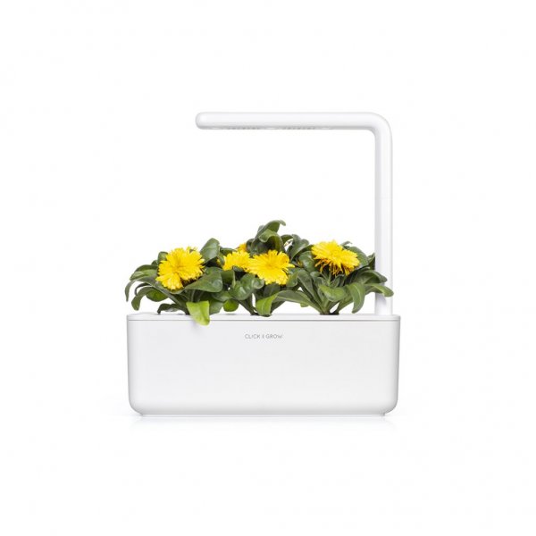 Click and Grow Smart Garden Refill 3-pack - Ringblomma