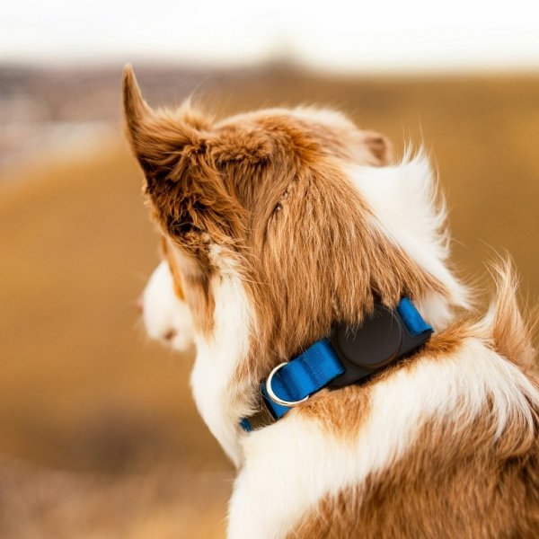 KeyBudz AirTag Hållare PawTag