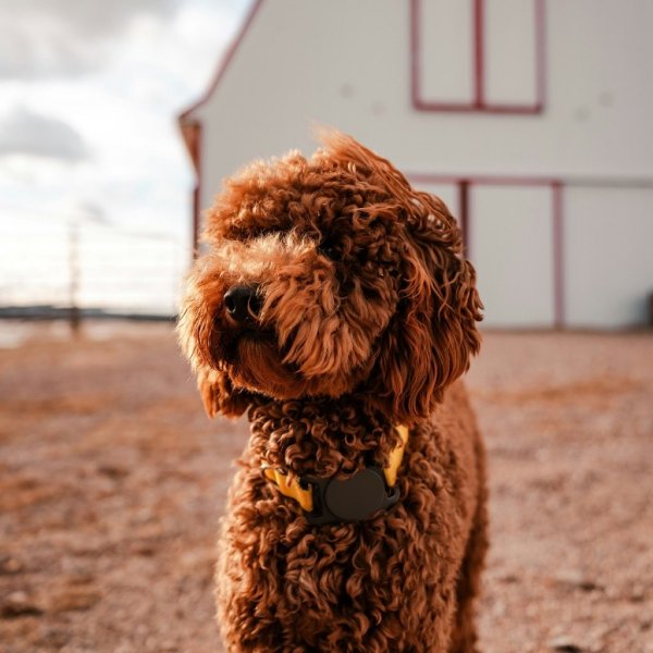 KeyBudz AirTag Hållare PawTag