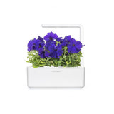 Click and Grow Smart Garden Refill 3-pack - Blå Petunia