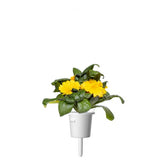 Click and Grow Smart Garden Refill 3-pack - Ringblomma