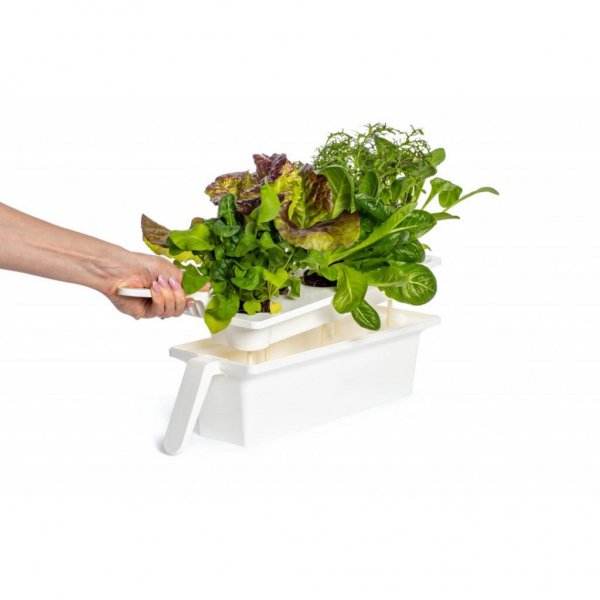 Click and Grow 25 - Vit (Salad Greens 54x pack)