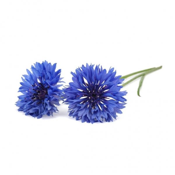 Click and Grow Smart Garden Refill 3-pack - Blåklint