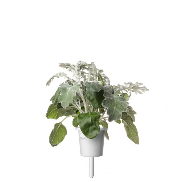 Click and Grow Smart Garden Refill 3-pack - Silverek
