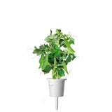 Click and Grow Smart Garden Refill 3-pack - Dwarf Pea