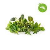 Click and Grow Smart Garden Refill 9-pack Italienska örter