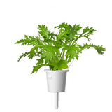 Click and Grow Smart Garden Refill 3-pack - Refill för bladsenap