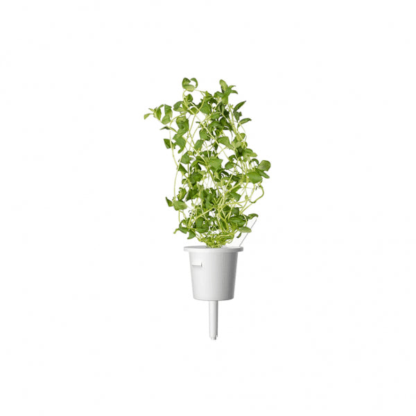 Click and Grow Smart Garden Refill 3-pack - Mejram