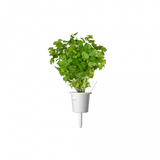 Click and Grow Smart Garden Refill 3-pack - Persilja